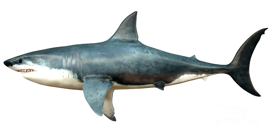 Prehistoric Painting - Megalodon Side Profile by Corey Ford