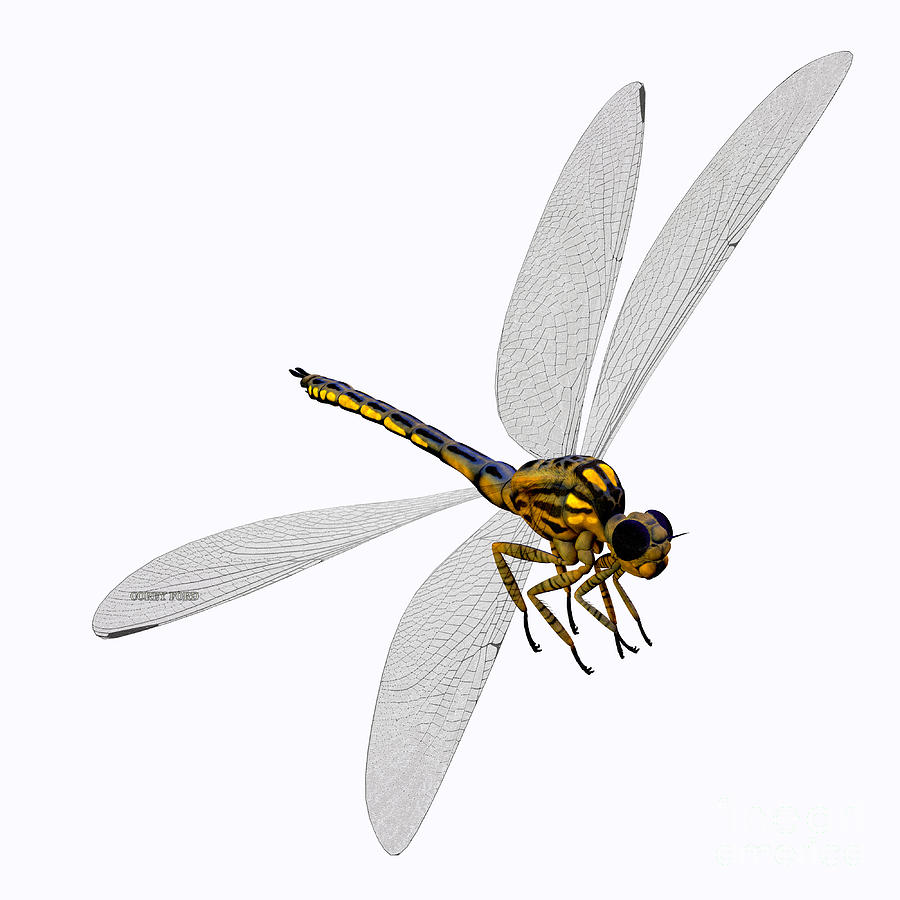 Wildlife Painting - Meganeura Dragonfly Body by Corey Ford