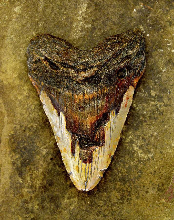 Megalodon Tooth - 8400 Photograph by Paul W Faust - Impressions of Light