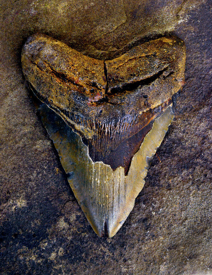 Sharks Photograph - Megalodon Tooth - 5012 by Paul W Faust - Impressions of Light