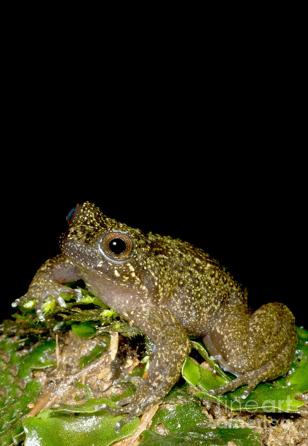 Mehun Green Frog Photograph by Dant Fenolio