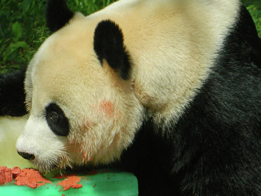 Mei Xiang Loves Frozen Birthday Cake Photograph by Emmy Vickers