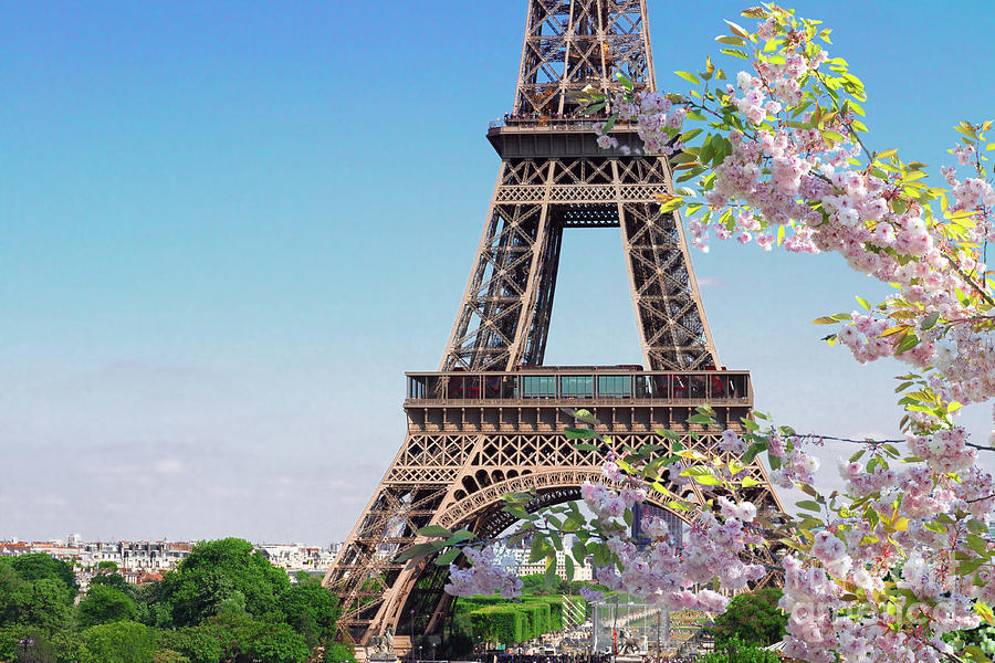 Eiffel Tower and Spring Blossom Photograph by Anastasy Yarmolovich