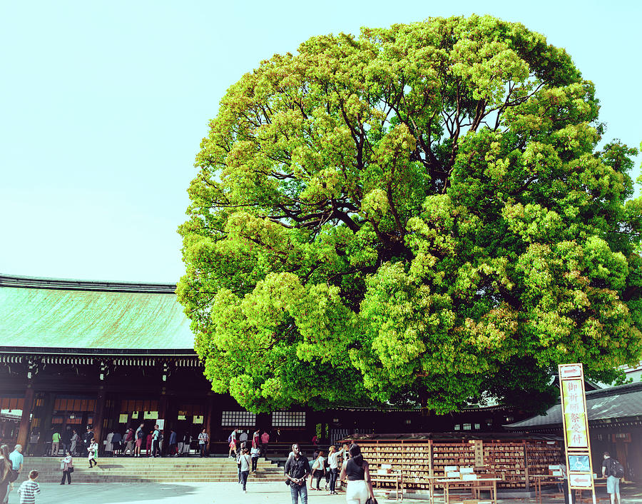 Meiji Shrine Photograph by Nisah Cheatham