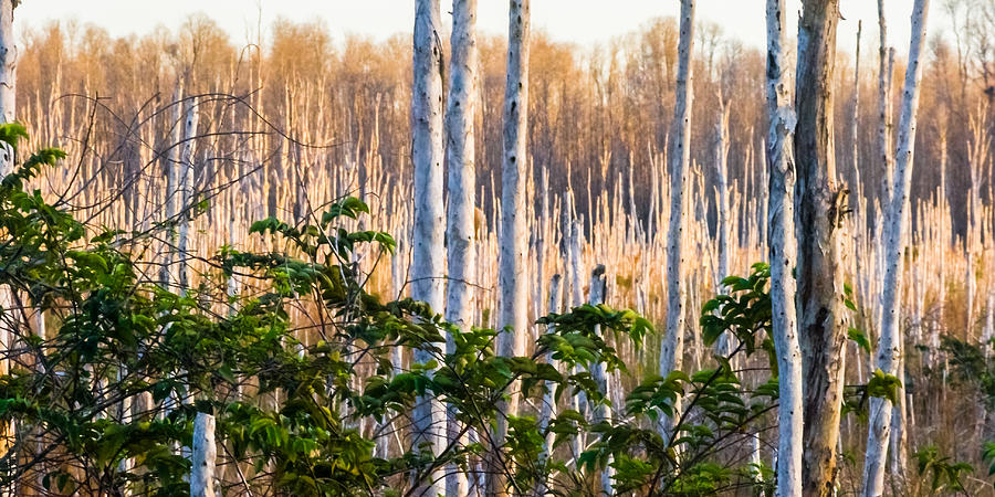 Melaleuca Forest Photograph by Ed Gleichman