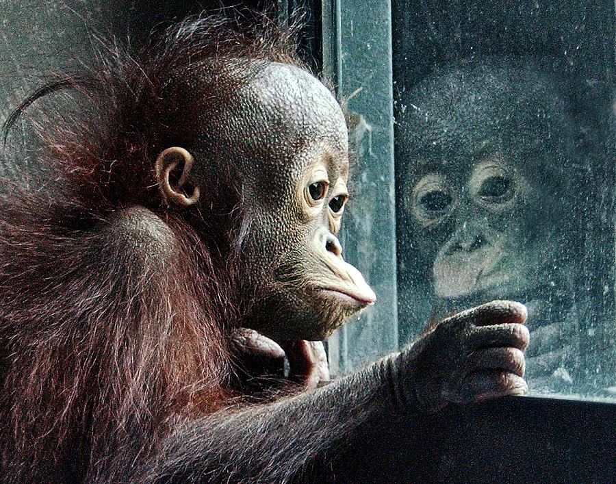 Ape Photograph - Melancholy Baby by Wade Aiken