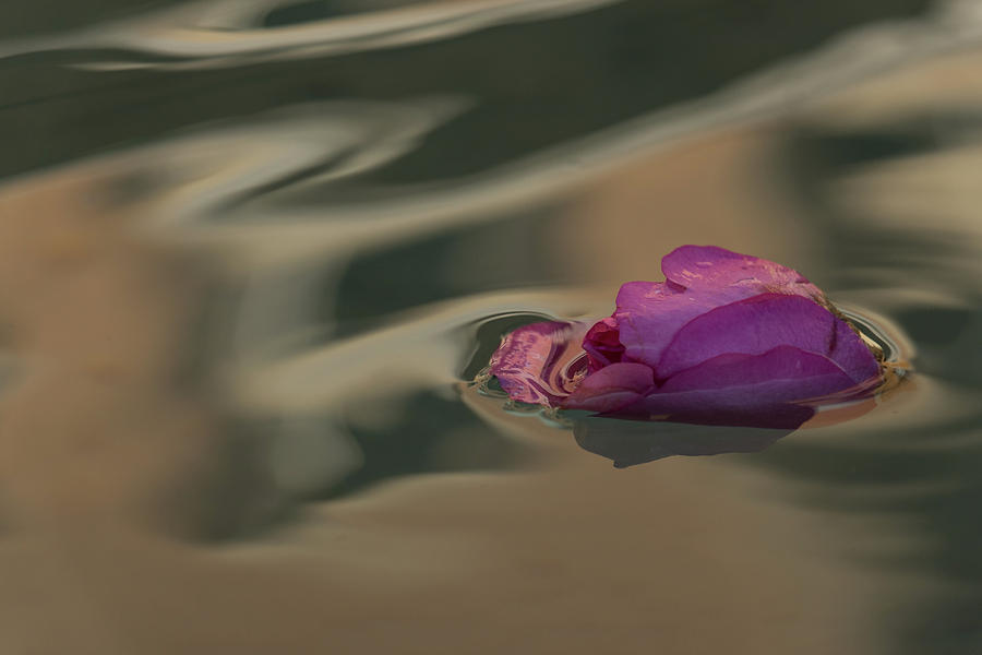 Melancholy - Discarded Rosebud Floating in a Fountain Photograph by Georgia Mizuleva