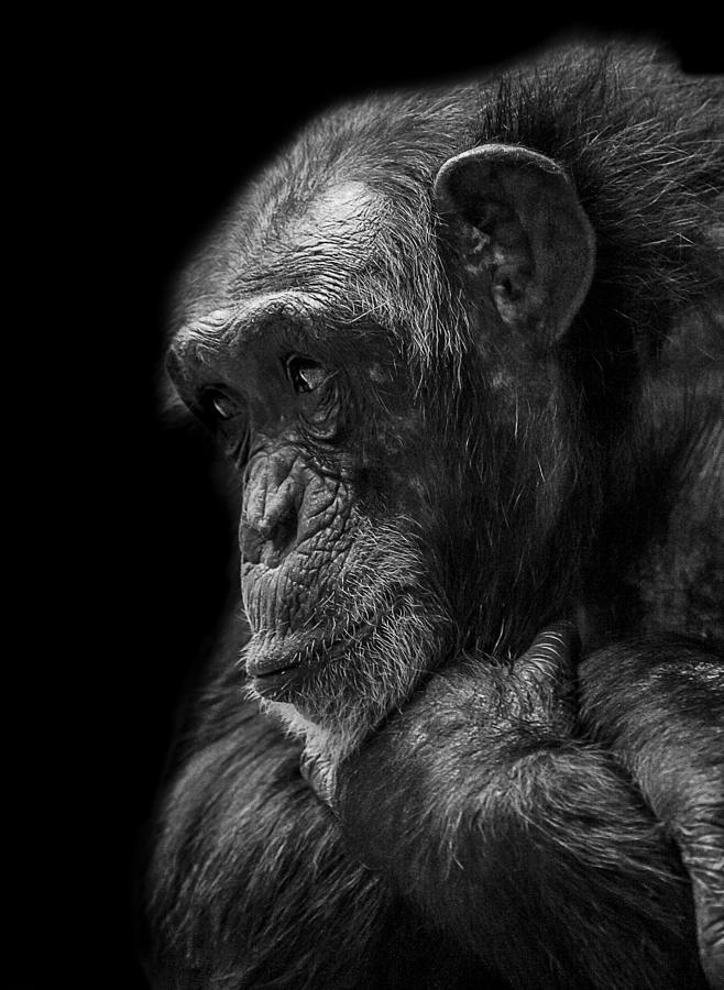Wildlife Photograph - Melancholy by Paul Neville