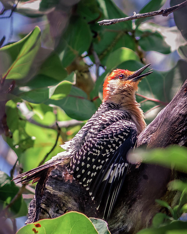 Melanerpes Carolinus Photograph