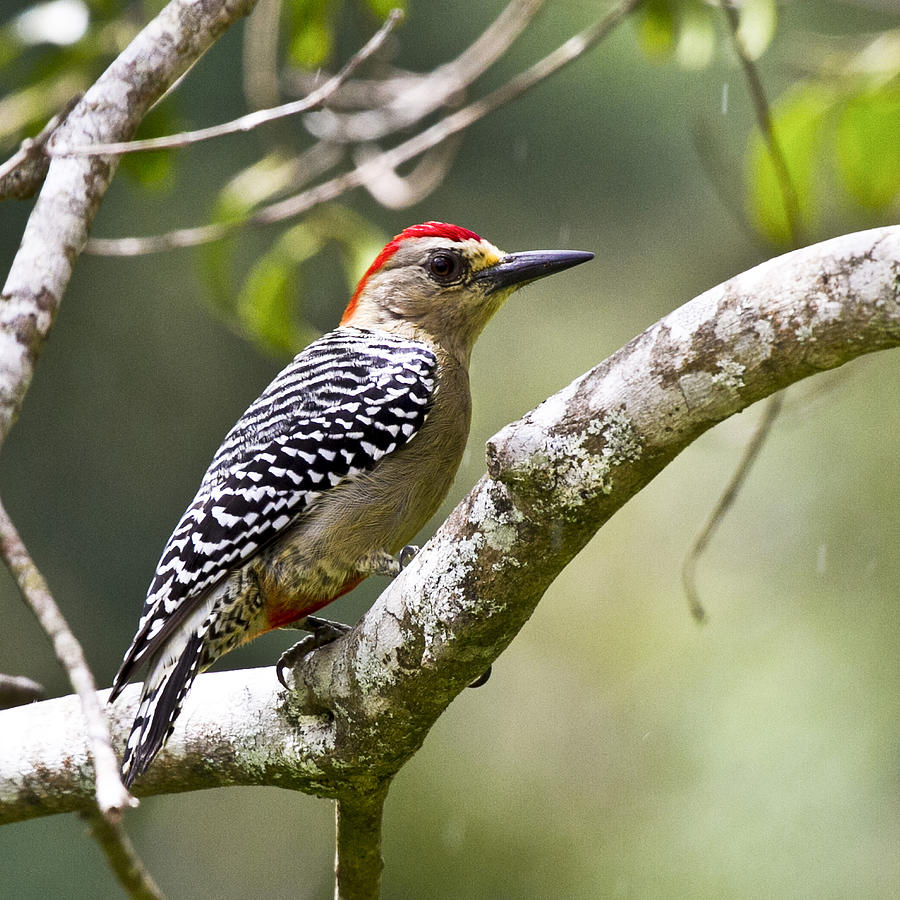 Woodpecker Photograph - Melanerpes rubricapillus by Heiko Koehrer-Wagner