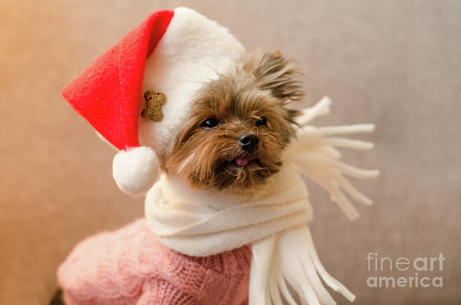 Melanie in Christmas Hat Photograph by Irina ArchAngelSkaya