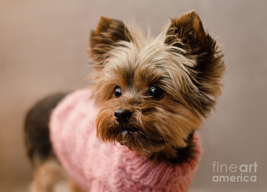 Melanie in Pink Mohair  Photograph by Irina ArchAngelSkaya