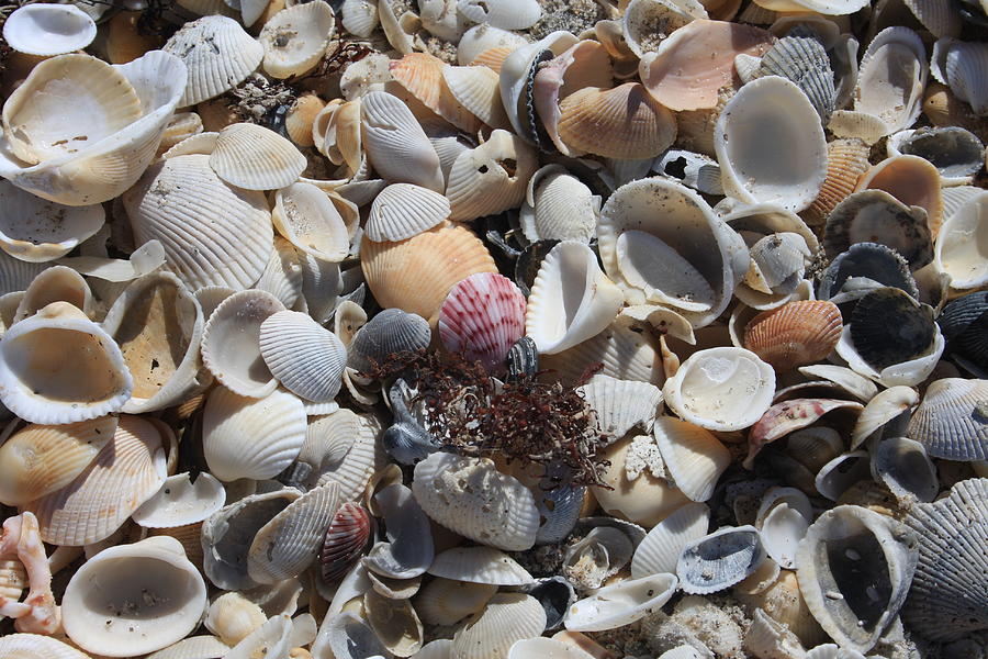 Melbourne Beach Florida Shells Photograph by M E