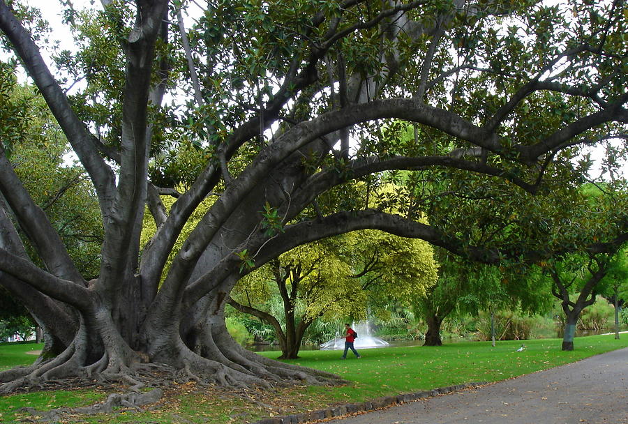 Melbourne tree Photograph by Padamvir Singh