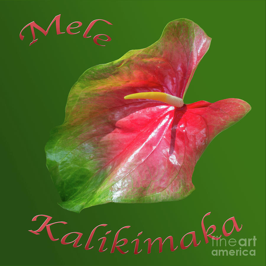 Mele Kalikimaka Lily Photograph by Cheryl Del Toro