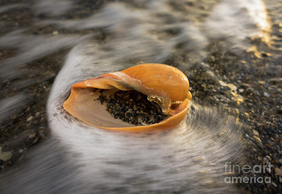 Algarve volute , Cymbium olla surrounded by moving seawater Photograph by Perry Van Munster
