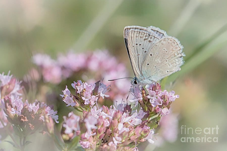 Meleagers blue butterfly Photograph by Jivko Nakev