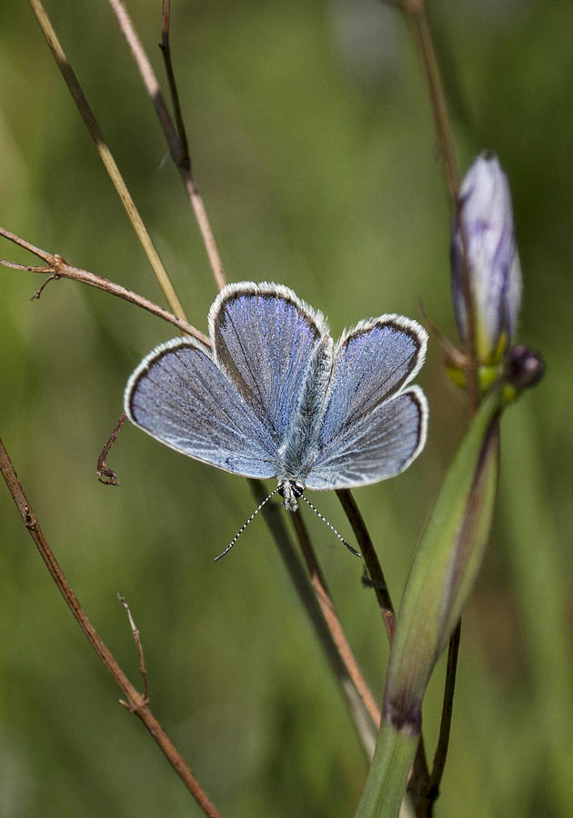 Melissa Blue Butterfly Photograph by Betty Depee