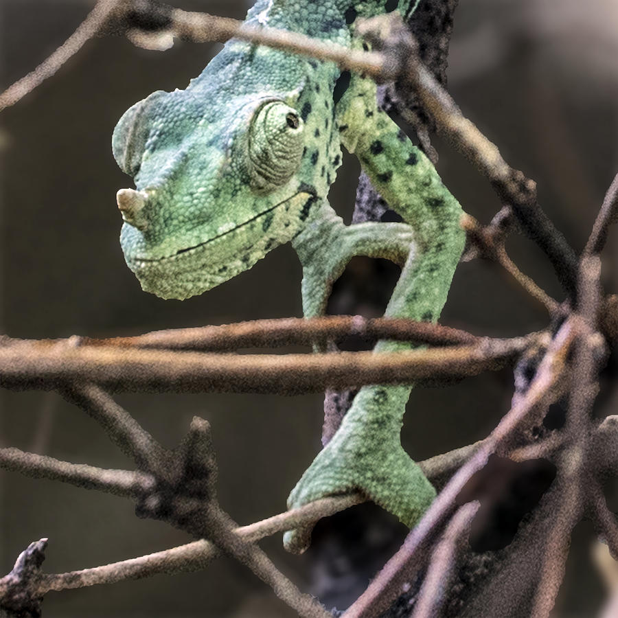 Mellers Chameleon Portrait 3 Photograph by William Bitman