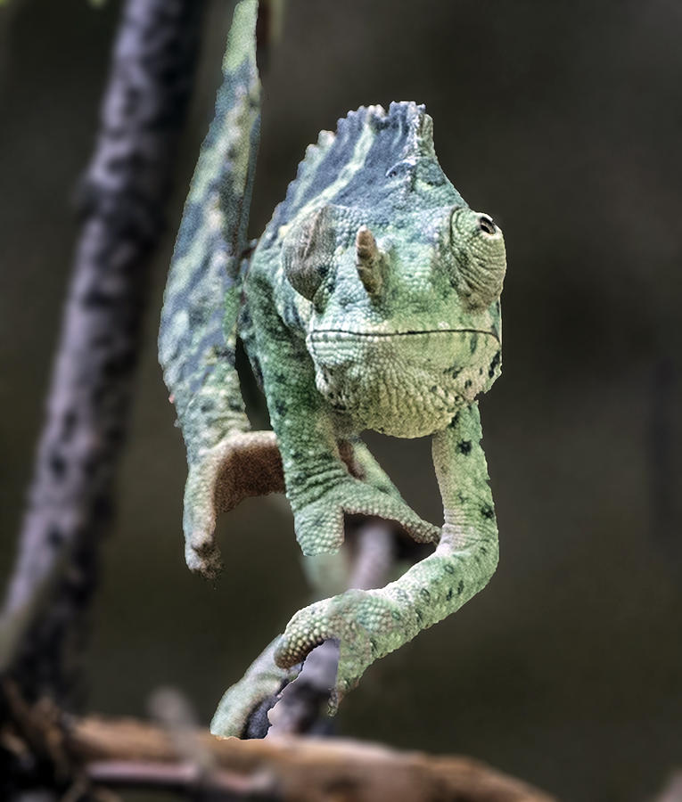 Mellers Chameleon Portrait Headshot Photograph by William Bitman