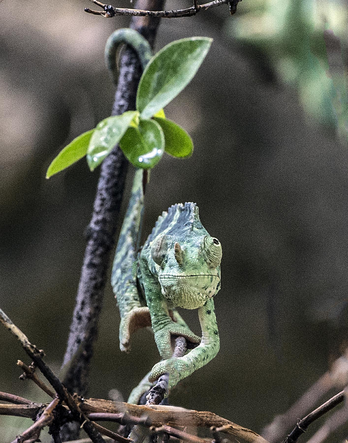Mellers Chameleon Portrait Photograph by William Bitman