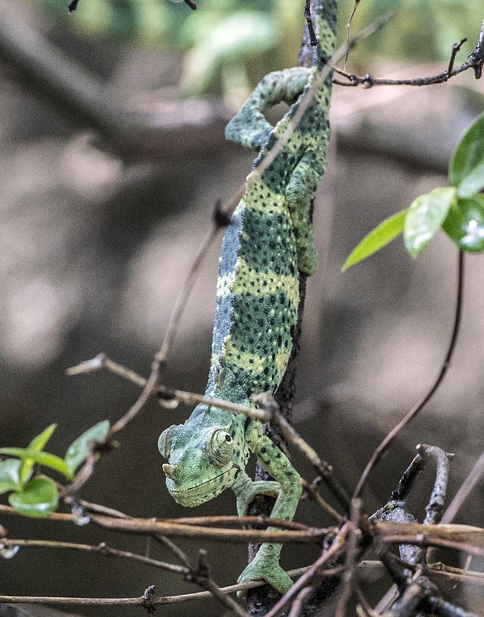 Mellers Chameleon Photograph by William Bitman