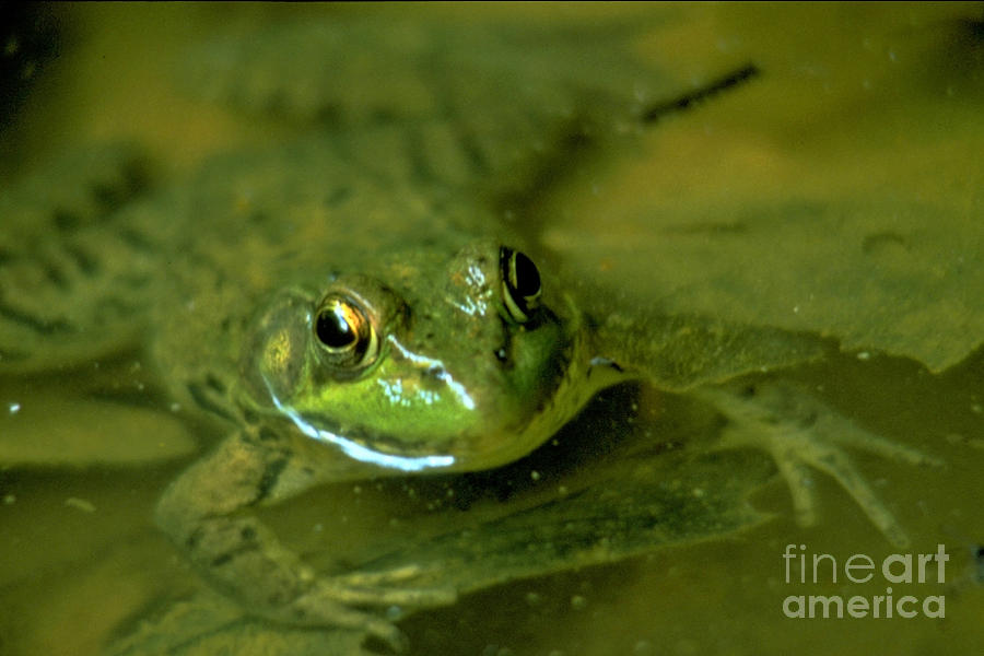 Mellow Frog Photograph by Sven Brogren