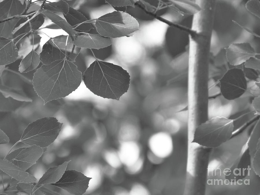 Mellow Leaves bw Photograph by Jor Cop Images