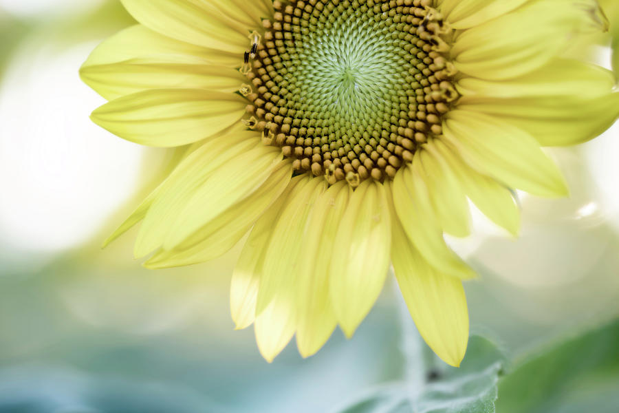 Mellow Sunflower Photograph by Tracy Winter