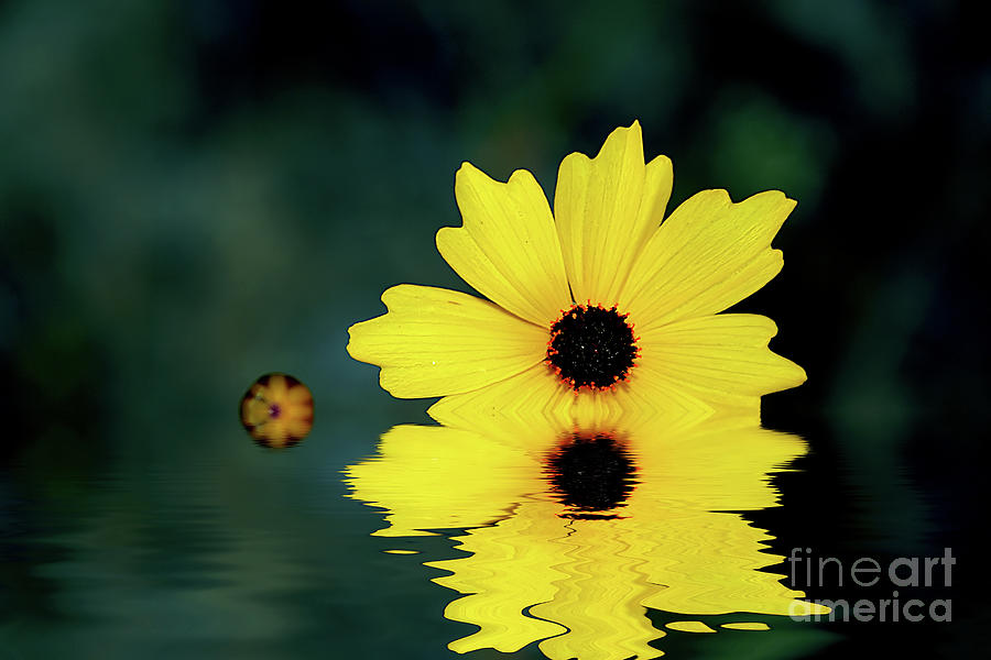Mellow Yellow Photograph by LR Photography