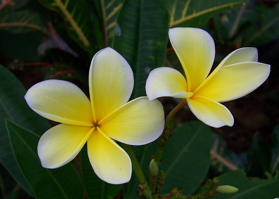 Flower Photograph - Mellow Yellow by Amanda Vouglas