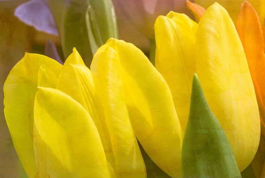 Mellow Yellow Photograph by Arlene Carmel