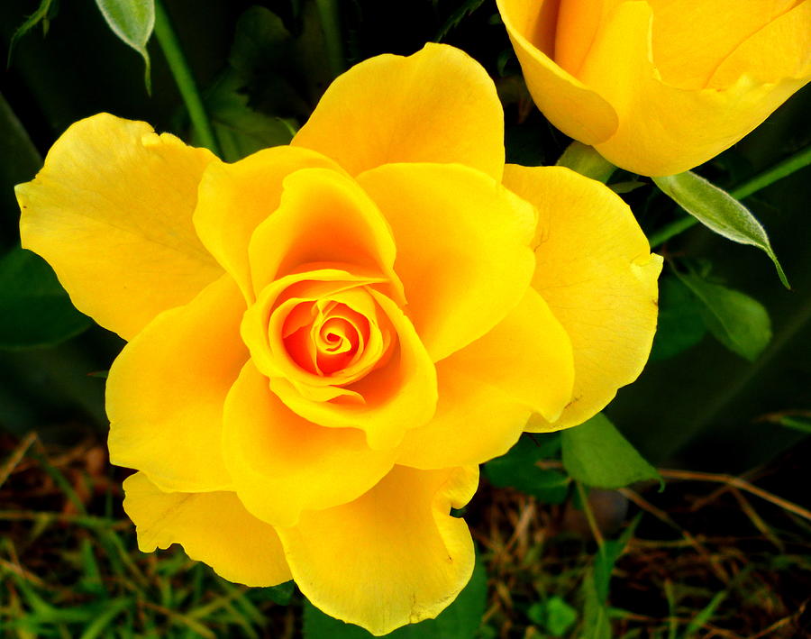 Rose Photograph - Mellow Yellow by Dianne Pettingell
