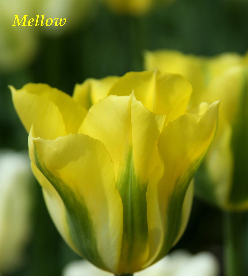 Nature Photograph - Mellow Yellow by Freda Sbordoni