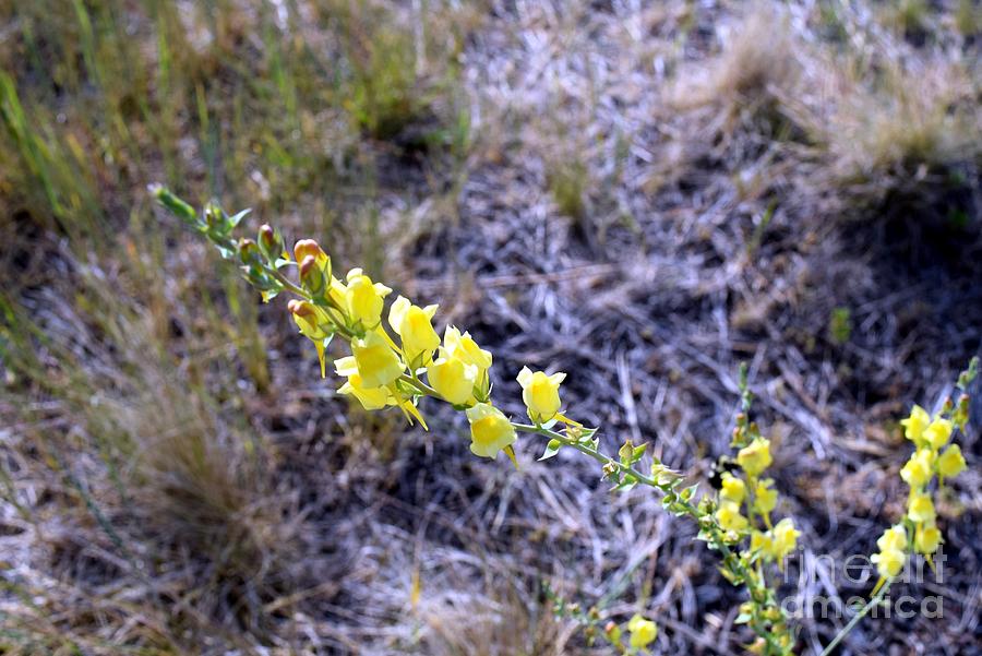 Grand Canyon National Park Photograph - Who Is This Yellow Fellow by Janet Marie