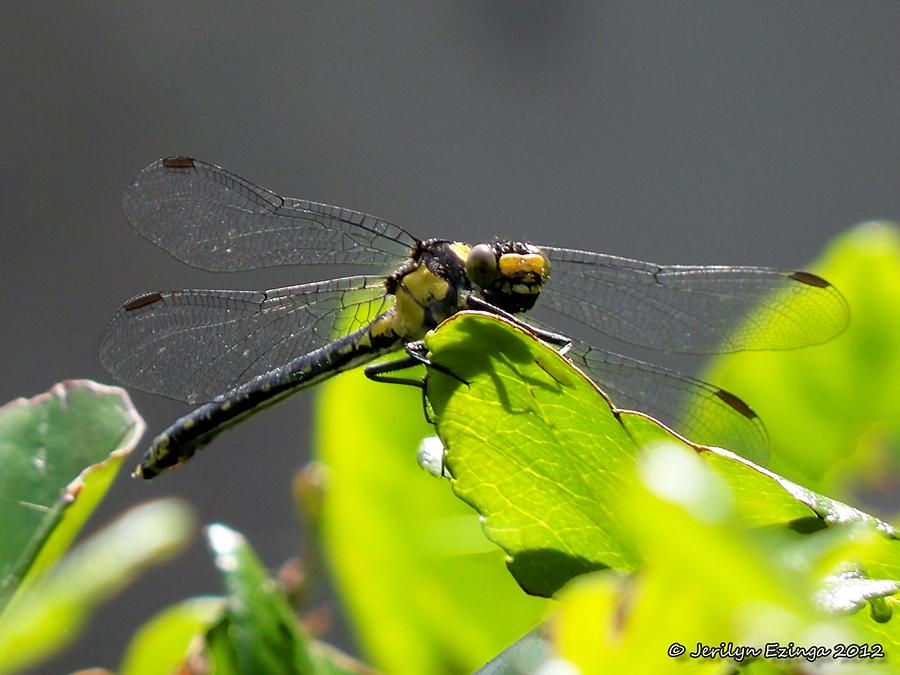 Mellow Yellow Photograph by Jerilyn Ezinga Mellow Yellow Photograph by Jerilyn Ezinga