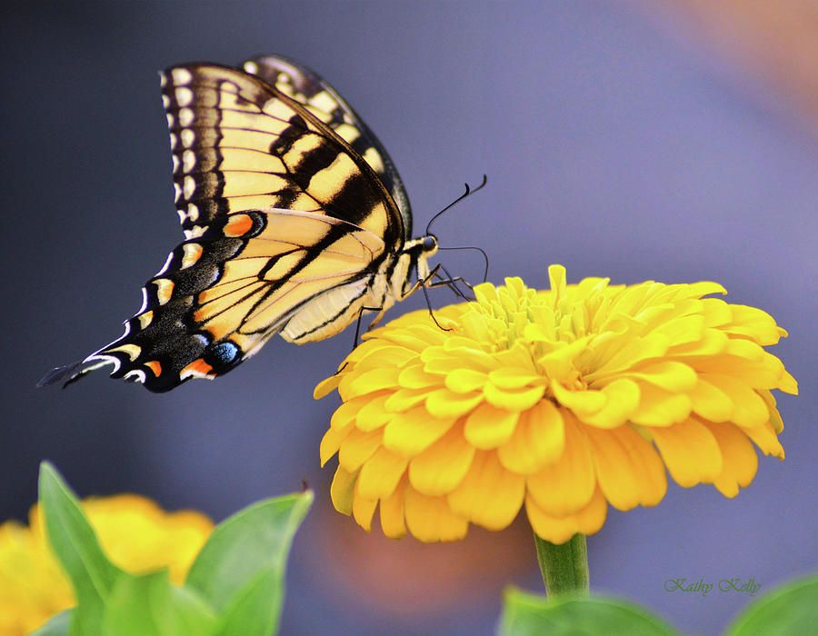 Mellow Yellow Photograph by Kathy Kelly