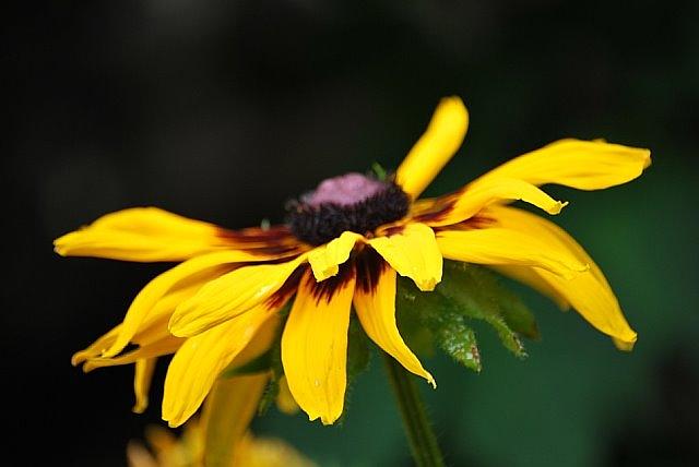 Flower Photograph - Mellow Yellow by Lori Leigh