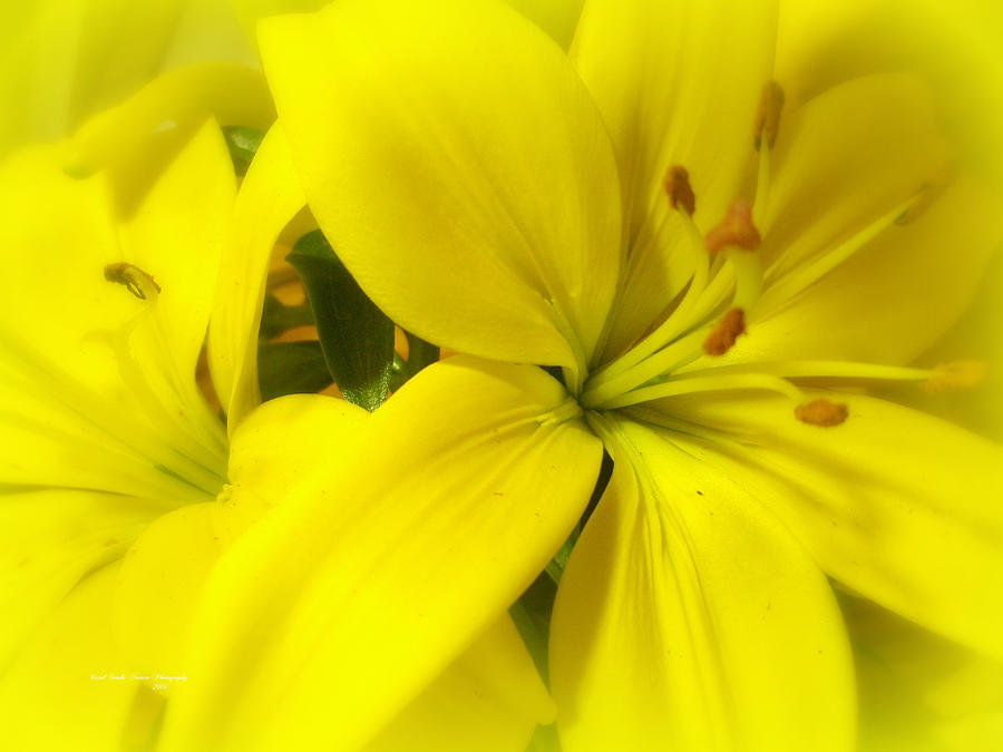 Mellow Yellow  Photograph by Carol Senske
