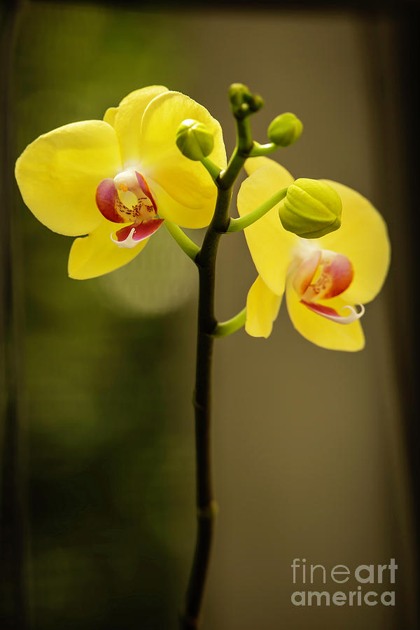 Mellow Yellow Orchids Photograph by Sabrina L Ryan
