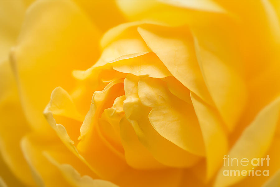 Mellow Yellow Rose Photograph by Ana V Ramirez