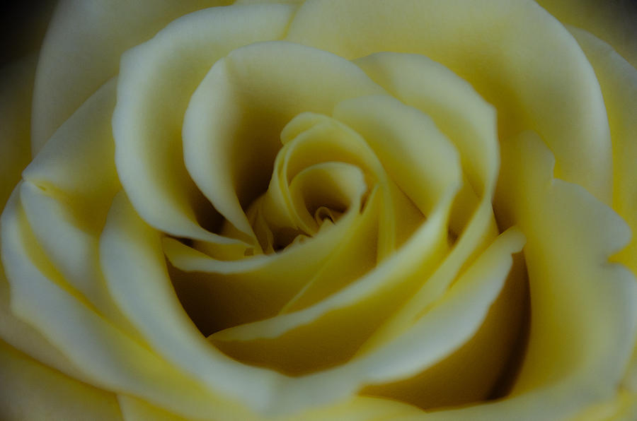 Mellow Yellow Rose  Photograph by Dick Hudson