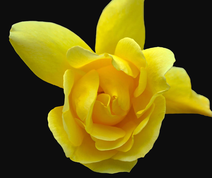 Rose Photograph - Mellow Yellow Rose by DUG Harpster