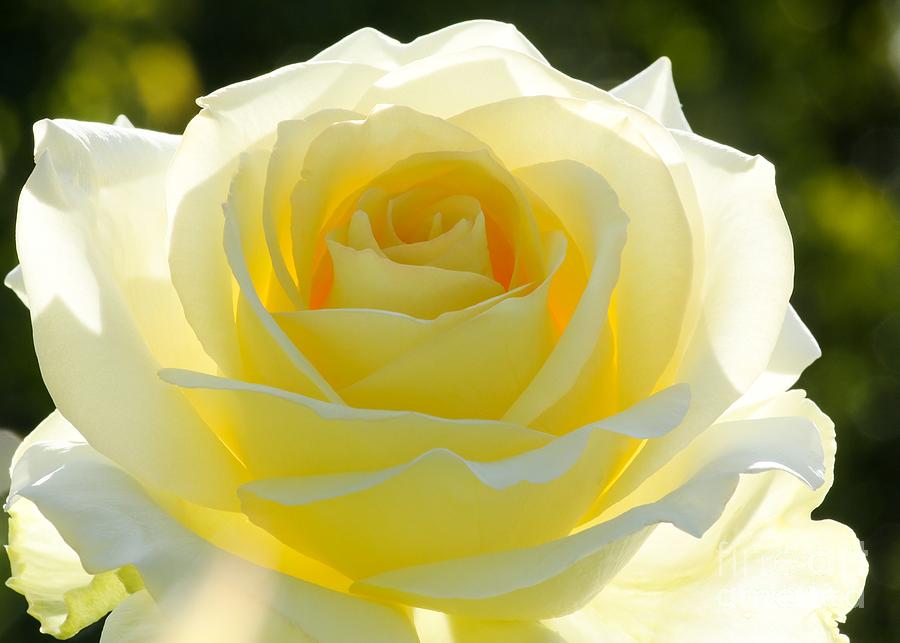 Rose Photograph - Mellow Yellow Rose by Sabrina L Ryan