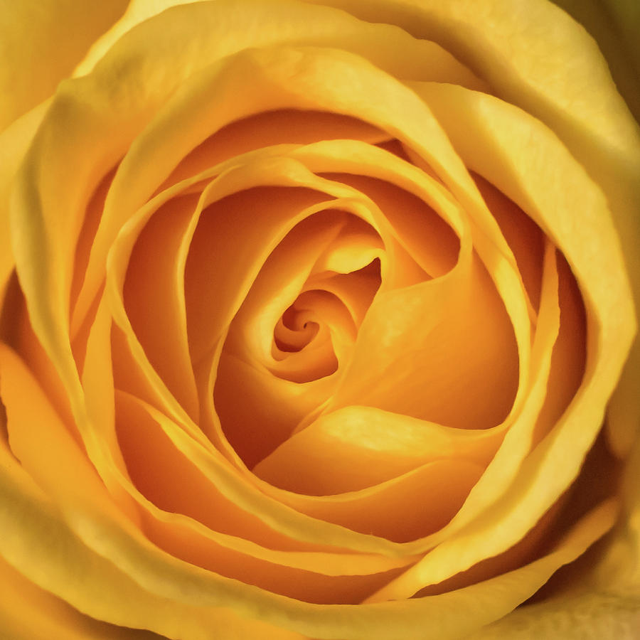 Mellow Yellow Rose Square Photograph by Terry DeLuco
