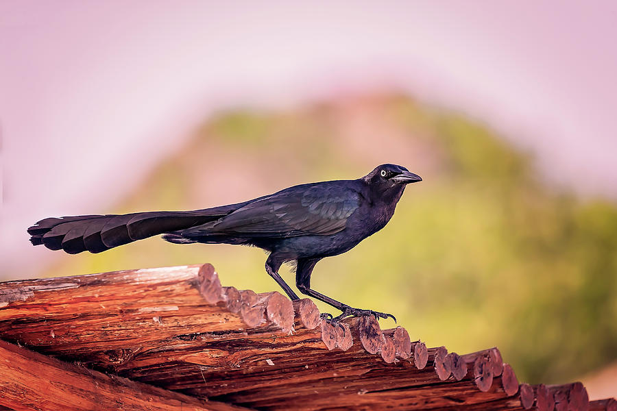 Melodious Blacbird Photograph by Peter Lakomy