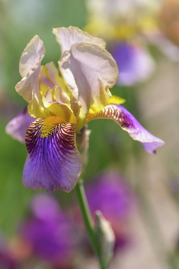 Melodist 1. The Beauty of Irises Photograph by Jenny Rainbow