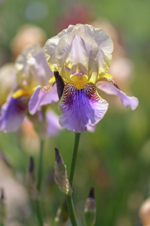 Melodist. The Beauty of Irises Photograph by Jenny Rainbow