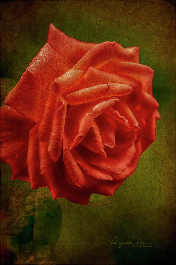 Melodramatic Red Rose Photograph by Reynaldo Williams