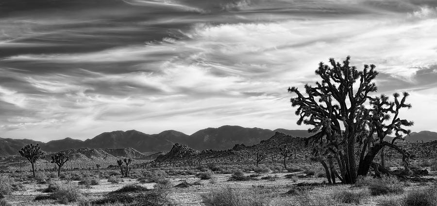 Melody of the Mojave Desert in BW Photograph by Chrystyne Novack